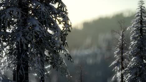 산의 숲에서 화려한 크리스마스 장면. 다채로운 겨울 해가 뜨는