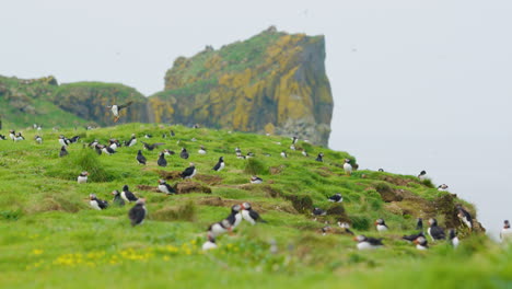 View-of-Atlantic-Puffins-perched-on-green-cliff-on-Lunga-Island,-Scotland