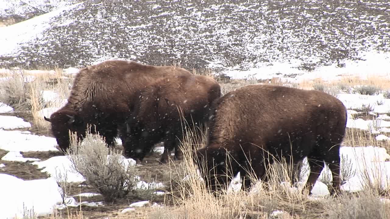 una manada de bisontes pasta hambrientamente durante una ligera nevada en la pradera