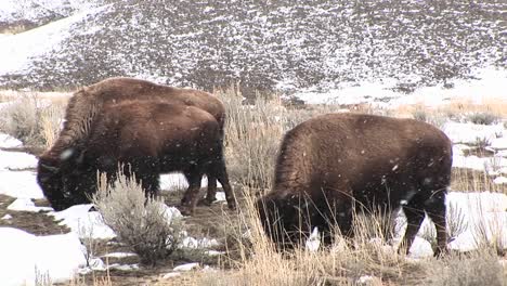 Eine-Herde-Bisons-Weidet-Hungrig-Bei-Leichtem-Schnee-Auf-Der-Prärie