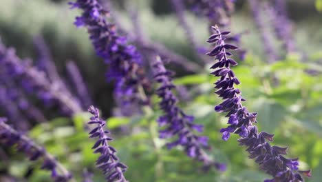 primer plano de flores púrpuras balanceándose en la brisa