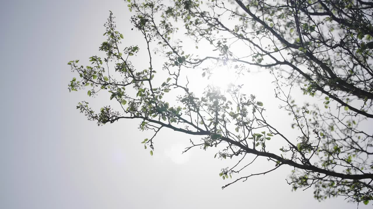 영화적 태양  ⁇ 불 태양 빛은  ⁇ 아오르는 나무 가지를 통해 빛납니다 부드러운 바람 조용한 장면