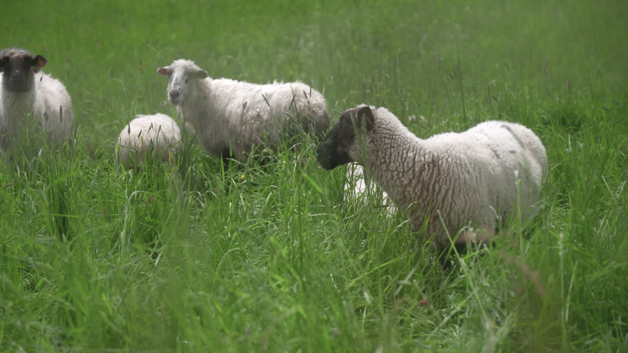 A black sheep walking around between other animals in the flock on a green grass pasture, fully covered with wool on a sunny, warm, spring day.