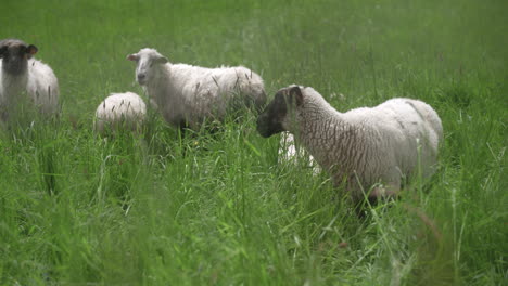 a black sheep walking around between other animals in the flock on a green grass pasture, fully covered with wool on a sunny, warm, spring day.