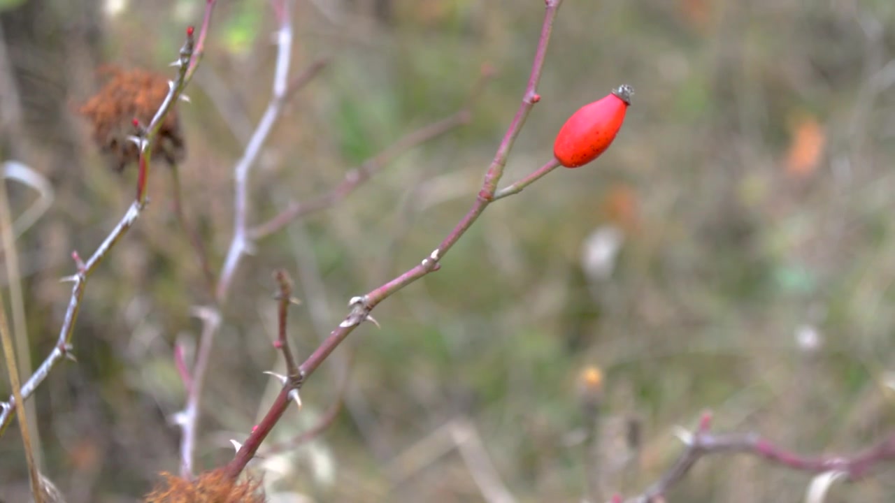 Spine di rosa canina