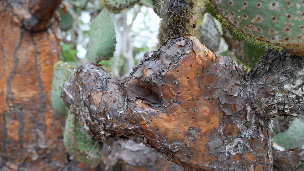 Close Up View Of Brown Cactus Leaf On Opuntia Galapageia. Slow Handheld Pan Motion Shot