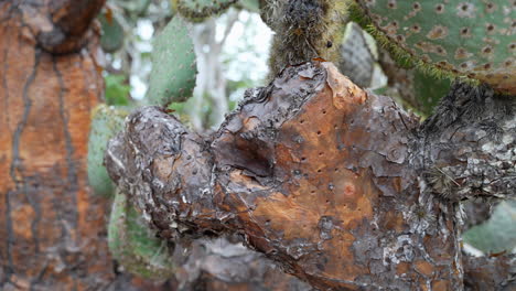 close up view of brown cactus leaf on opuntia galapageia. slow handheld pan motion shot
