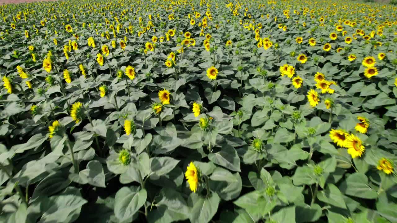 이탈리아 시골 에 있는 낮은 높이 에 꽃 이 피는 해바라기 들