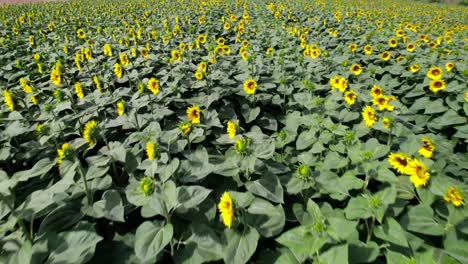 low flyover blooming sunflower fields in italian countryside