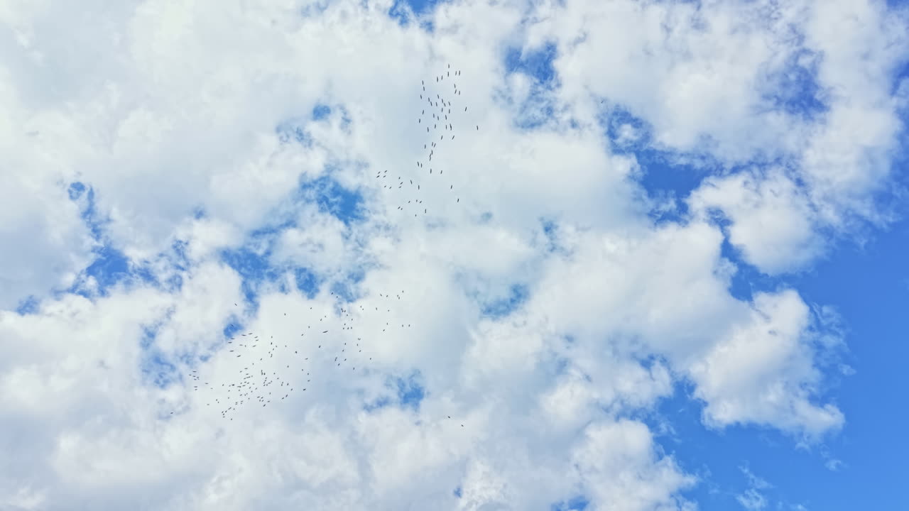 Flok af hvide storke flyver over en lys blå himmel fyldt med skyer om dagen nær et vådområde.