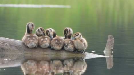 Pfeifende-Ente---Teich---Schöne-Küken