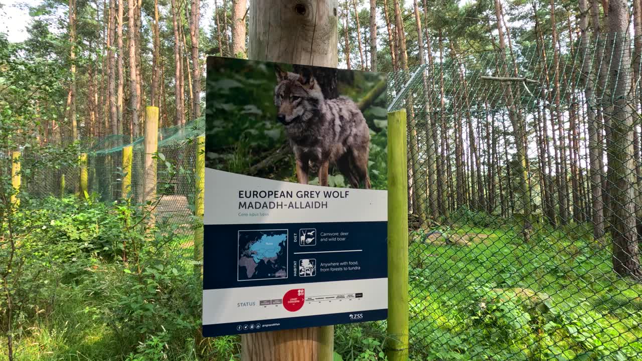 Camera pans past wolf information sign in sunlit forest enclosure, highlighting conservation and wildlife habitat