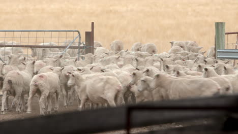 herd of sheep heading through a pen gate