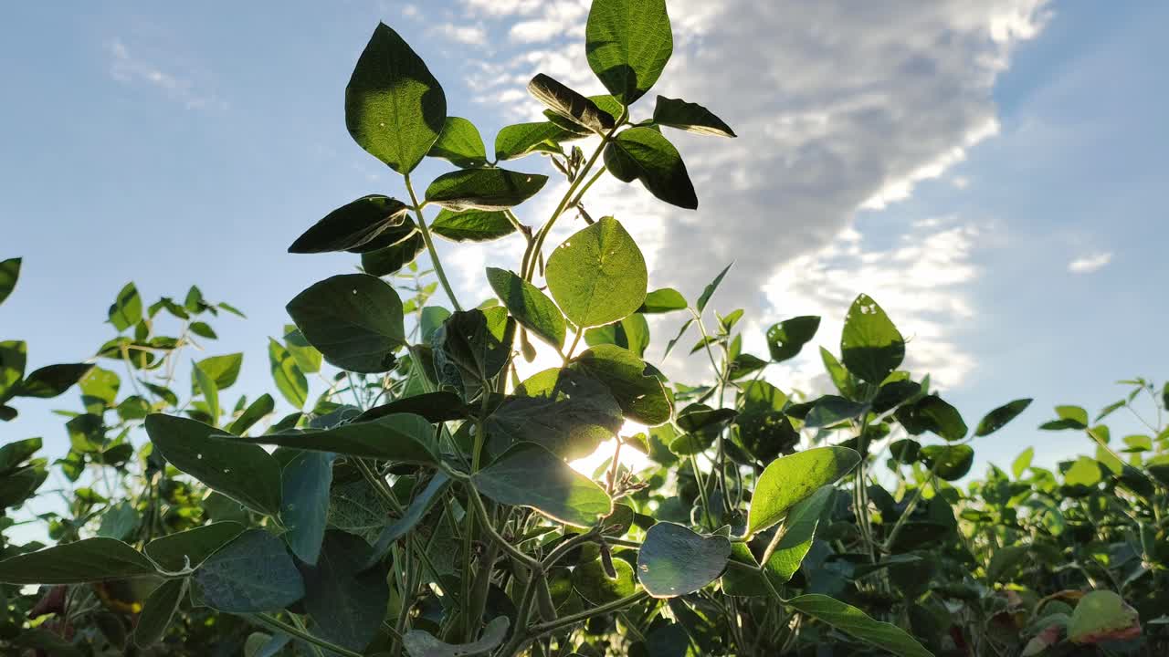 Vista de baixo ângulo de plantas de soja contra um céu azul