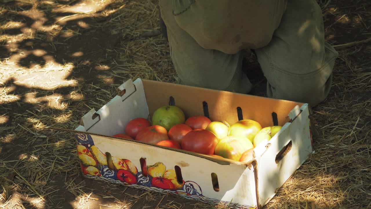 persona poniendo tomates en una caja de cartón cosecha local