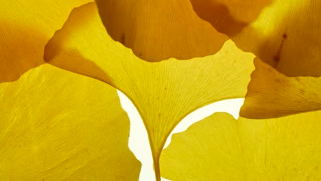 una hoja de ginkgo en un fondo blanco claro
