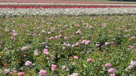 Breeding-farm-for-roses.-Breeding-roses