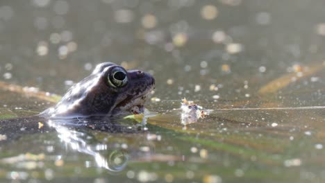 Brown-frog-(Rana-temporaria)-close-up-in-a-pond.