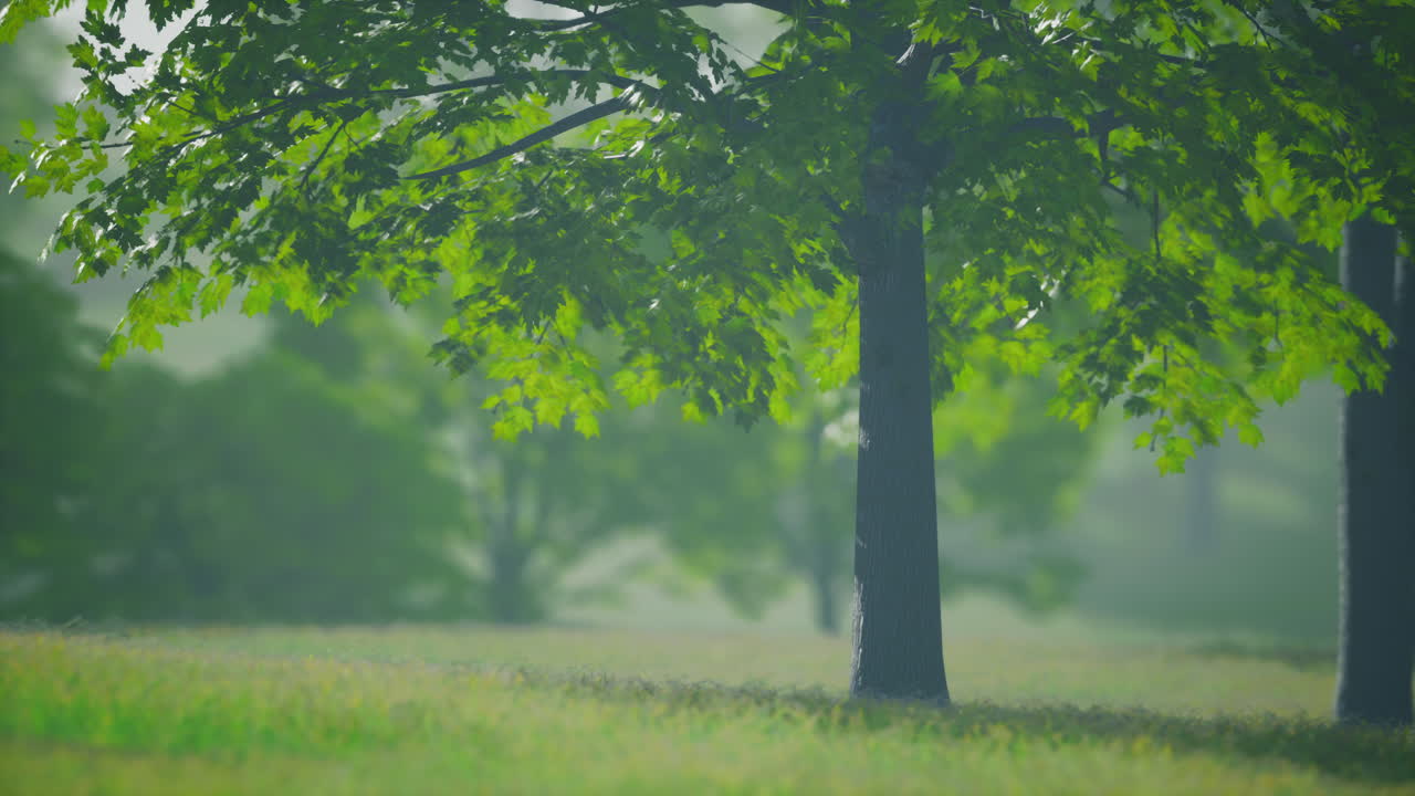 숲 속 에 있는 메이플 잎