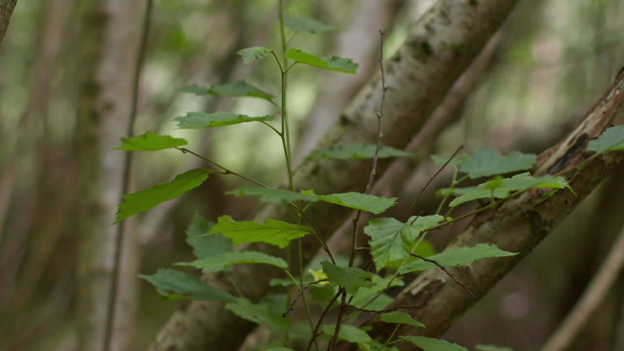 cerca de las hojas de primavera que crecen en las ramas de los árboles en el bosque 1