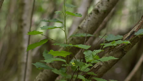 close up of spring leaves growing on branches of tree in forest 1