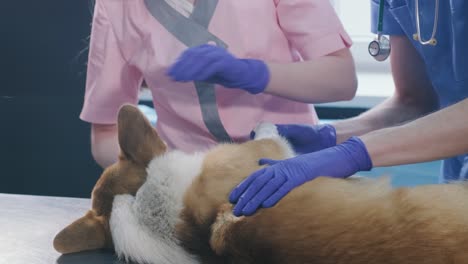 veterinarian team bandages the paw of a sick corgi dog