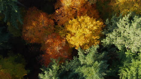 Scots-Pine-Treetops-During-Fall-Season-At-Soesterduinen-Nature-Park-In-Netherlands