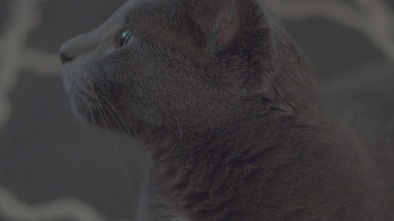 Gatto grigio distoglie lo sguardo al rallentatore