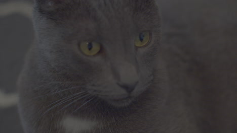 gray cat looks away in slo-mo