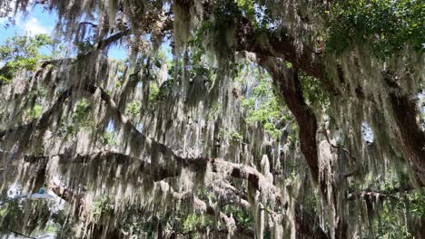 Shot-looking-up-at-tree-moss-in-Florida