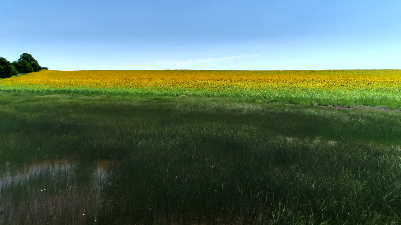 girasoles de un dron cruzando un lago