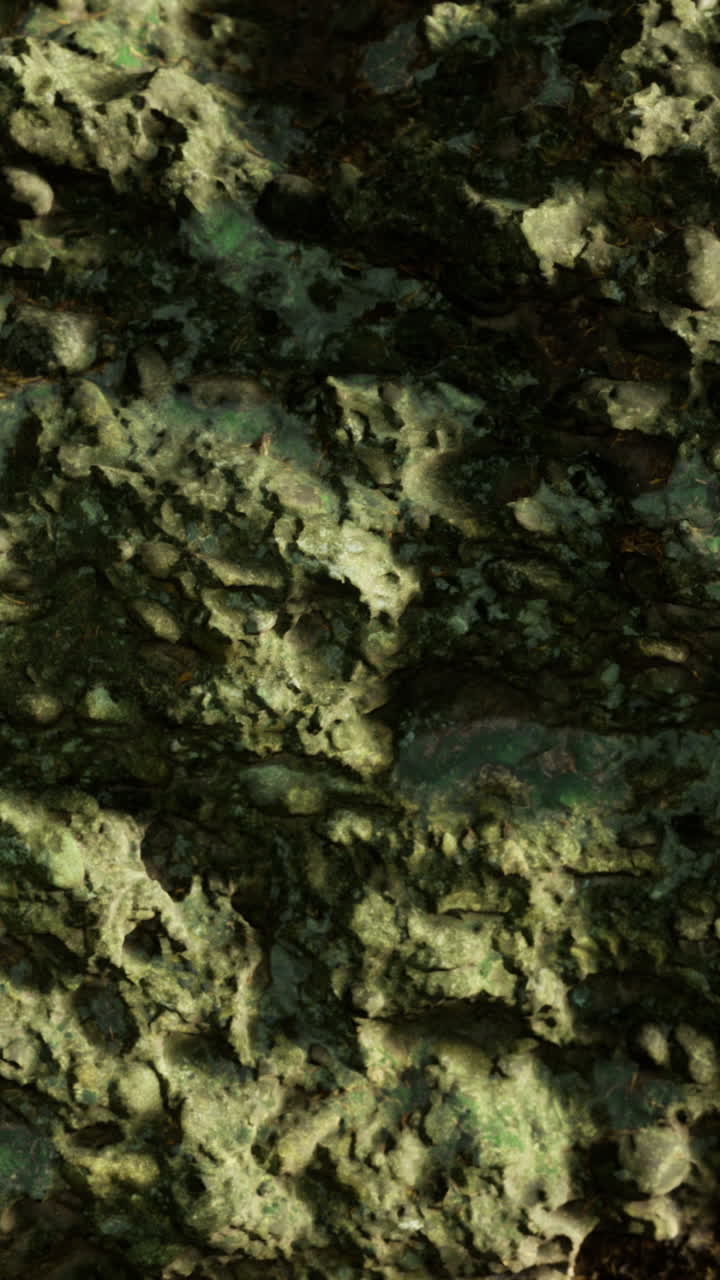 Textured green rock glistens under warm sunlight in a natural setting