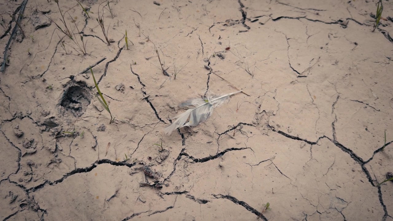 Piuma d'uccello su terreno arido e screpolato durante una grave siccità e ondata di calore. Simbolo di scarsità d'acqua e collasso dell'ecosistema.