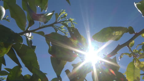 sunlight through citrus tree leaves