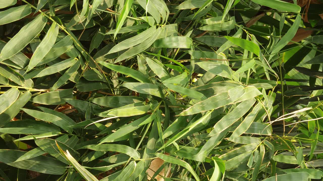 material de archivo vertical - rama de árbol de bambú ondeando verde tropical soplando en el viento concepto de fondo de relajación natural con luz solar, abstracto y bokeh