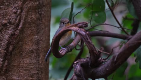 escondiéndose detrás de una rama enroscada mientras sacude la cabeza y la cola y luego vuela lejos, la mosquitera azul indochina cyornis sumatrensis hembra, tailandia