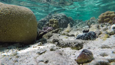 el mundo submarino en la isla de rarotonga