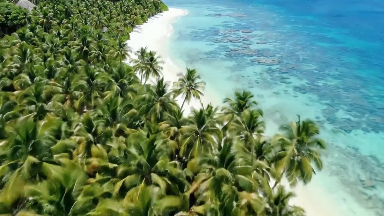 Vista aerea di un paradiso tropicale: palme lussureggianti che costeggiano un oceano cristallino e una morbida spiaggia sabbiosa sotto cieli azzurri e luminosi, catturando la serena bellezza della natura.