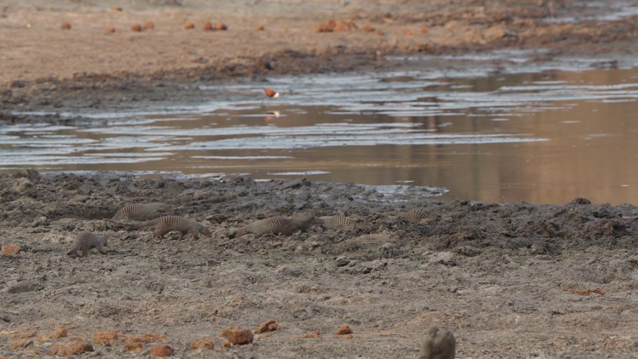 Banded mongooses approach a watering hole in slow motion at Kruger National Park, South Africa. Small pack walks across muddy bank in African savanna wildlife scene.