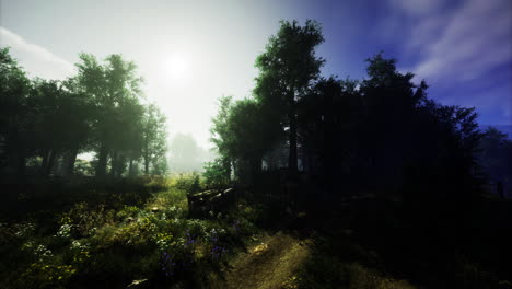 serene forest path illuminated by morning sunlight in tranquil nature setting