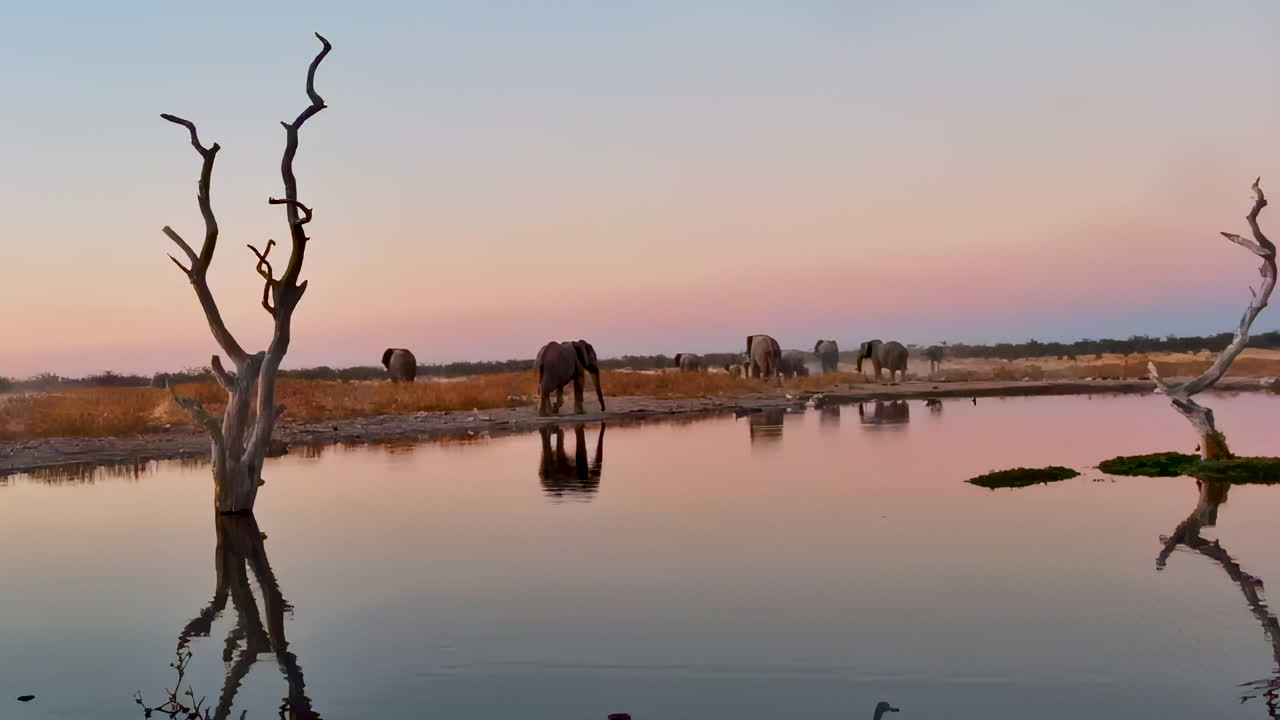 A herd of elephants is silhouetted against a colorful sunset as they depart from a watering hole