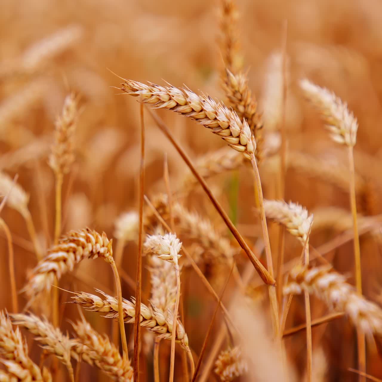 View of ripening wheat field