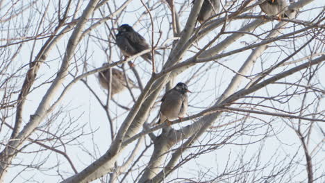 white-cheeked starling birds rested on winter trees while grooming itself during daytime in tokyo, japan