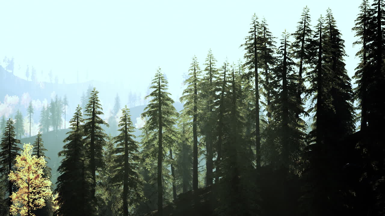 높은 소나무 가 있는 안개 숲 풍경