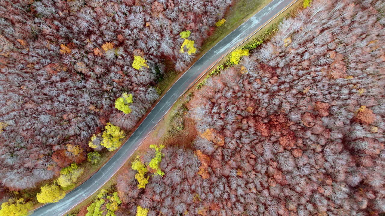 Aerial view of winding road through vibrant autumn forest foliage