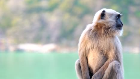 Tier-Und-Wildtiere,-Wildtiere-Beziehen-Sich-Traditionell-Auf-Nicht-Domestizierte-Tierarten-4