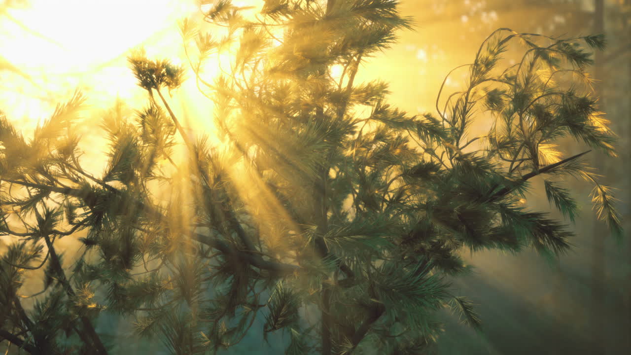 Sunlight filtering through pine tree branches in tranquil forest setting
