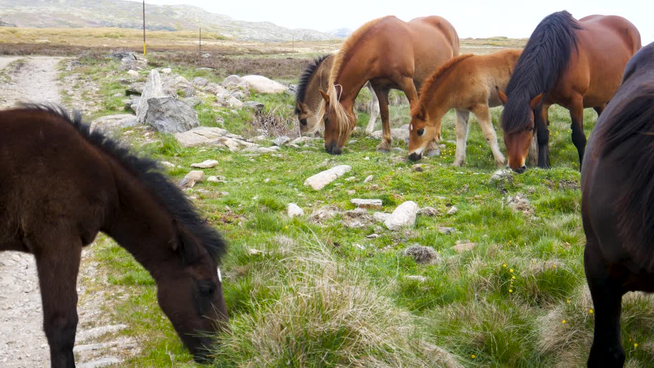 caballos negros y marrones pastan fuera del lado del sendero de tierra del camino