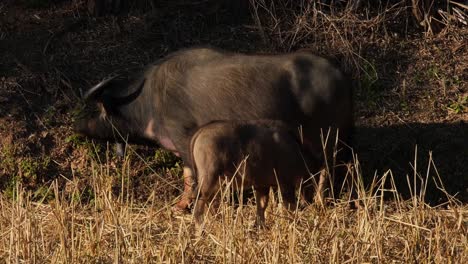 Female-buffalo-with-its-calf-grazing-by-the-hillside,-Water-Buffalo,-Bubalus-bubalis,-Thailand