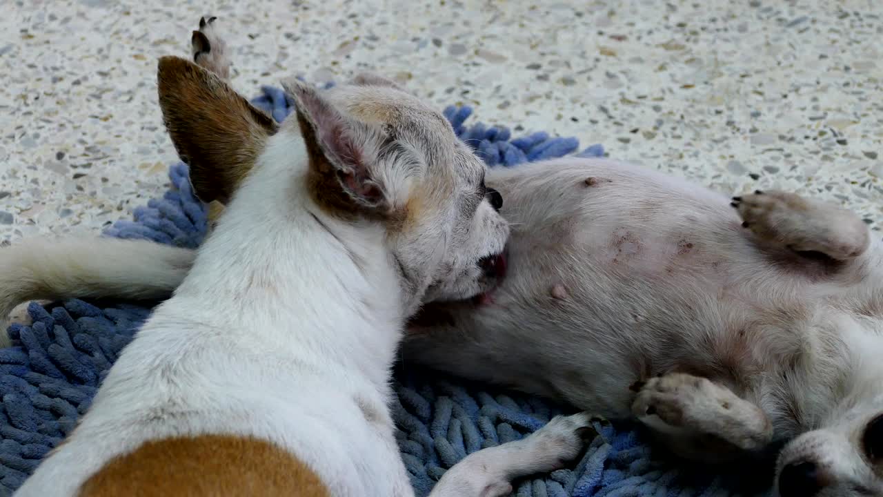 perros chihuahua descansando en las toallitas